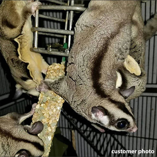 Exotic Nutrition Eucalyptus Sticks Small Animal Treat