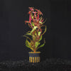 Alternanthera Reineckii |Scarlet Temple