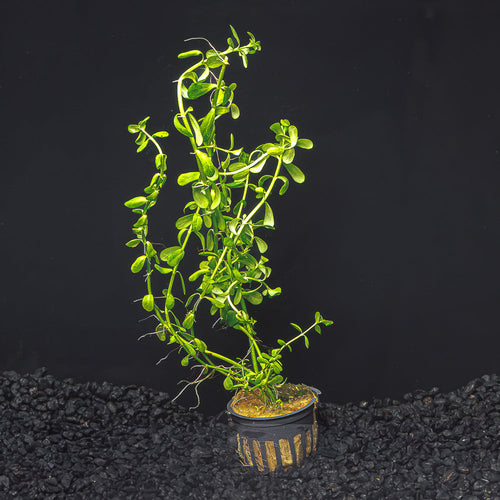 Moneywort | Bacopa Monnieri