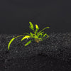 Cryptocoryne Lucen