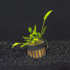 Cryptocoryne Lucen