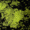Duckweed
