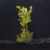 Hornwort | Ceratophyllum Demersum