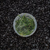 Java Moss | Vesicularia Dubyana