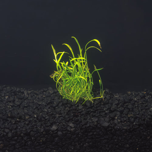 Micro Sword | Liliaeopsis Brasiliensis