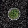 Taiwan Moss | Taxiphyllum Alternans