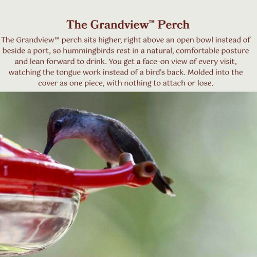 Hummguard® Hummingbird Feeder Bundle, 8 oz Feeder + 12 Nectar Tips