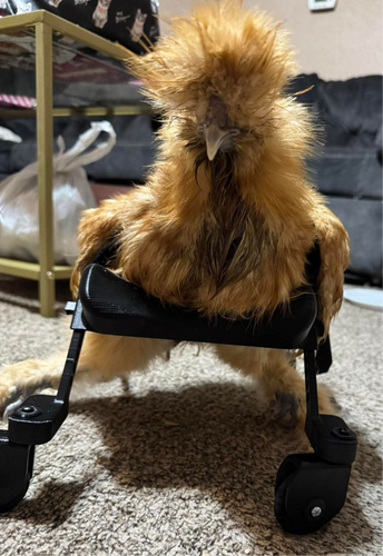 Smaller Chicken Wheelchair