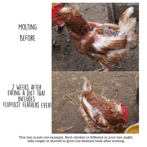 Fluffiest Feathers Ever! Chicken Feed Supplement For Great Feathers