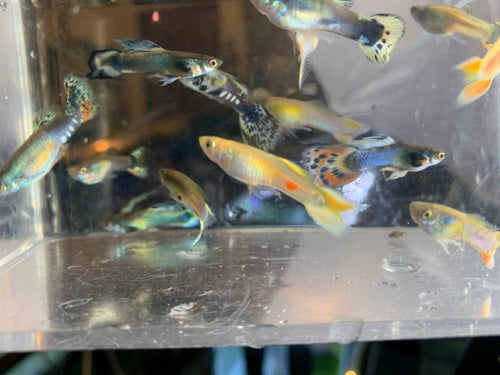 Common Guppies 5/pk