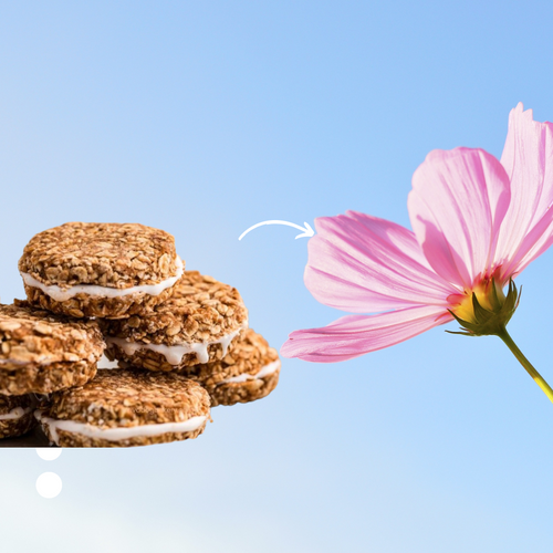 🐾 Oatmeal Organic Cream Pie Dog Treats – Gluten Free