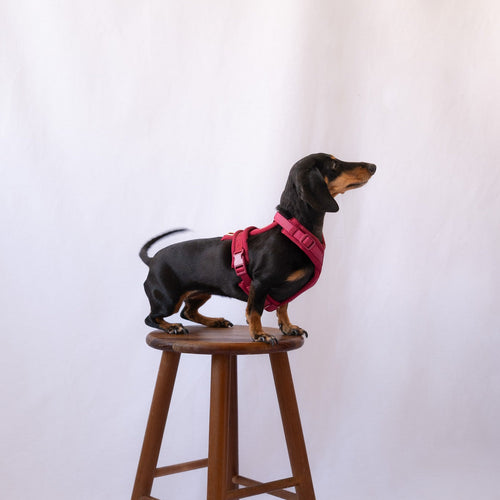 Bordeaux - Comfort Dog Harness