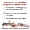 REINDEER ANTLERS FOR DOGS | ANTLER DOG CHEWS FOR AGGRESSIVE CHEWERS