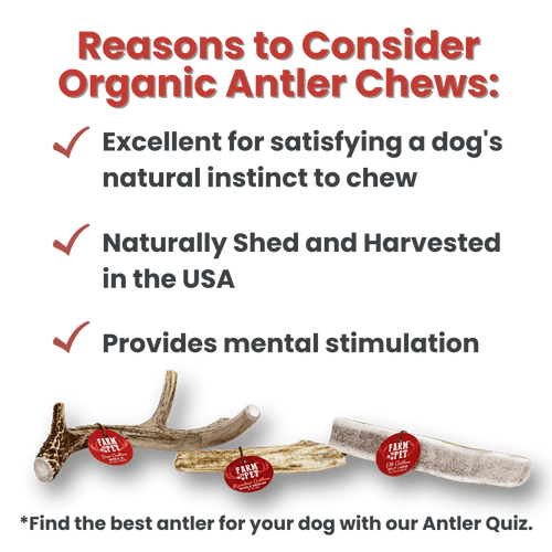 REINDEER ANTLERS FOR DOGS | ANTLER DOG CHEWS FOR AGGRESSIVE CHEWERS