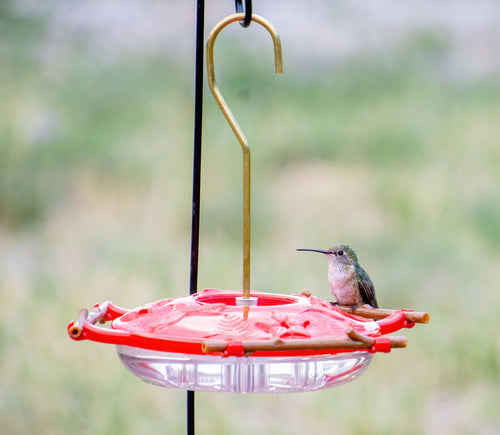 Hummguard® Hummingbird Feeder Bundle, 8 oz Feeder + 12 Nectar Tips