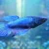 Female Betta Sorority 3 Pack