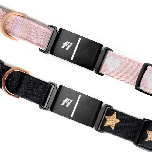 The DOGISTRY x Fi Sweetheart 3+ Collar Band