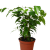 Ficus 'Benjamina' - 6 Pot
