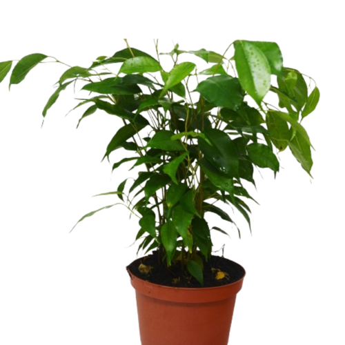 Ficus 'Benjamina' - 6 Pot