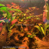 Fire Ember Tetras 6 Pack
