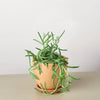 Senecio Succulent 'Fish Hooks'