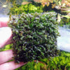 Fissidens Nobilis Moss 3 Wire Mat