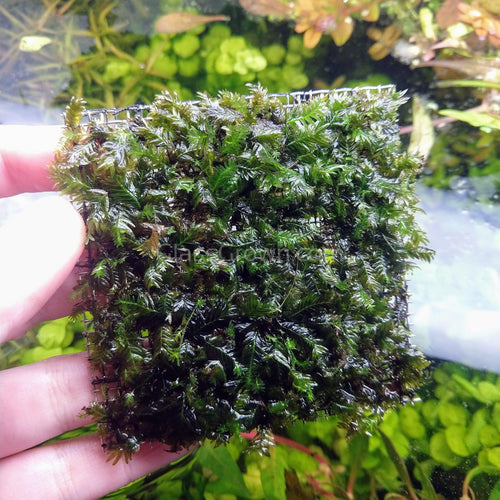 Fissidens Nobilis Moss 3 Wire Mat