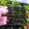 Fissidens Nobilis Moss 3 Wire Mat