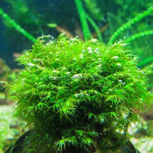 Fissidens Nobilis Moss 3 Wire Mat