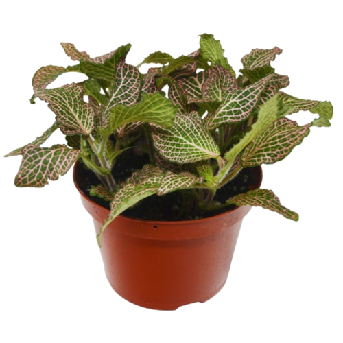 Fittonia 'Pink'