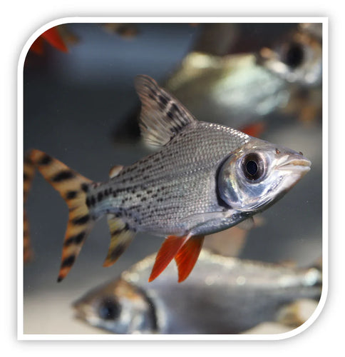 Flagtail Prochilodus