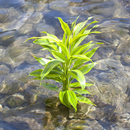 Striped Lucky Bamboo