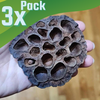 Dried Lotus Pods 3 Pack