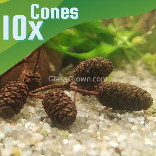 Organic Alder Cones