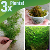 Shrimp Breeders Plant Pack (3 Plants)