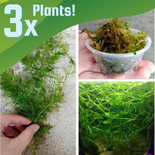 Shrimp Breeders Plant Pack (3 Plants)