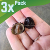 Sea Mine (King Koopa or Durian) Nerite Snail 3 Pack