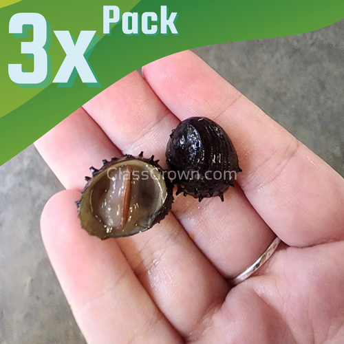 Sea Mine (King Koopa or Durian) Nerite Snail 3 Pack