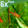 Fire Ember Tetras 6 Pack