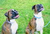 Outdoor Style Nylon Dog Leash