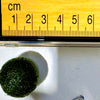 1PCS Marimo Moss Balls For Aquarium Multiple Size - Sample Minimum Kokedama Japanese Algae Ball Wholesale