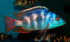Placidochromis milomo VC-10 2