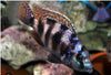 Placidochromis milomo VC-10 2