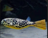 Mbu Puffer Fish (Tetraodon Mbu)
