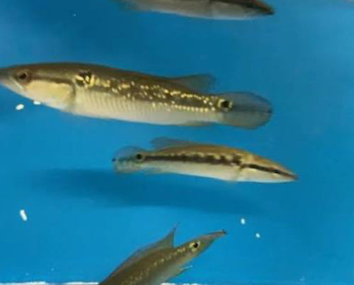 Pike Jewel Fish SMALL