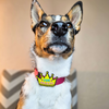 Fur Majesty Dog Jiby