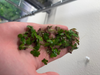 Giant Duck Weed Spirodela Polyrhiza