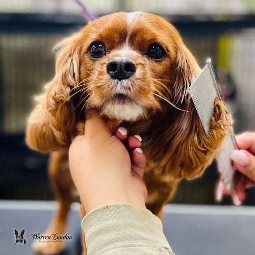 Groomer's Everyday Comb