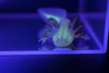 GFP Albino Axolotl