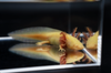 GFP Golden Albino Axolotl